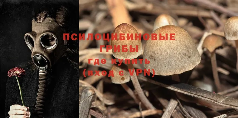 купить закладку  Белогорск  Псилоцибиновые грибы Psilocybe 